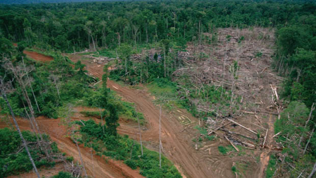 Logging in Papua New Guinea